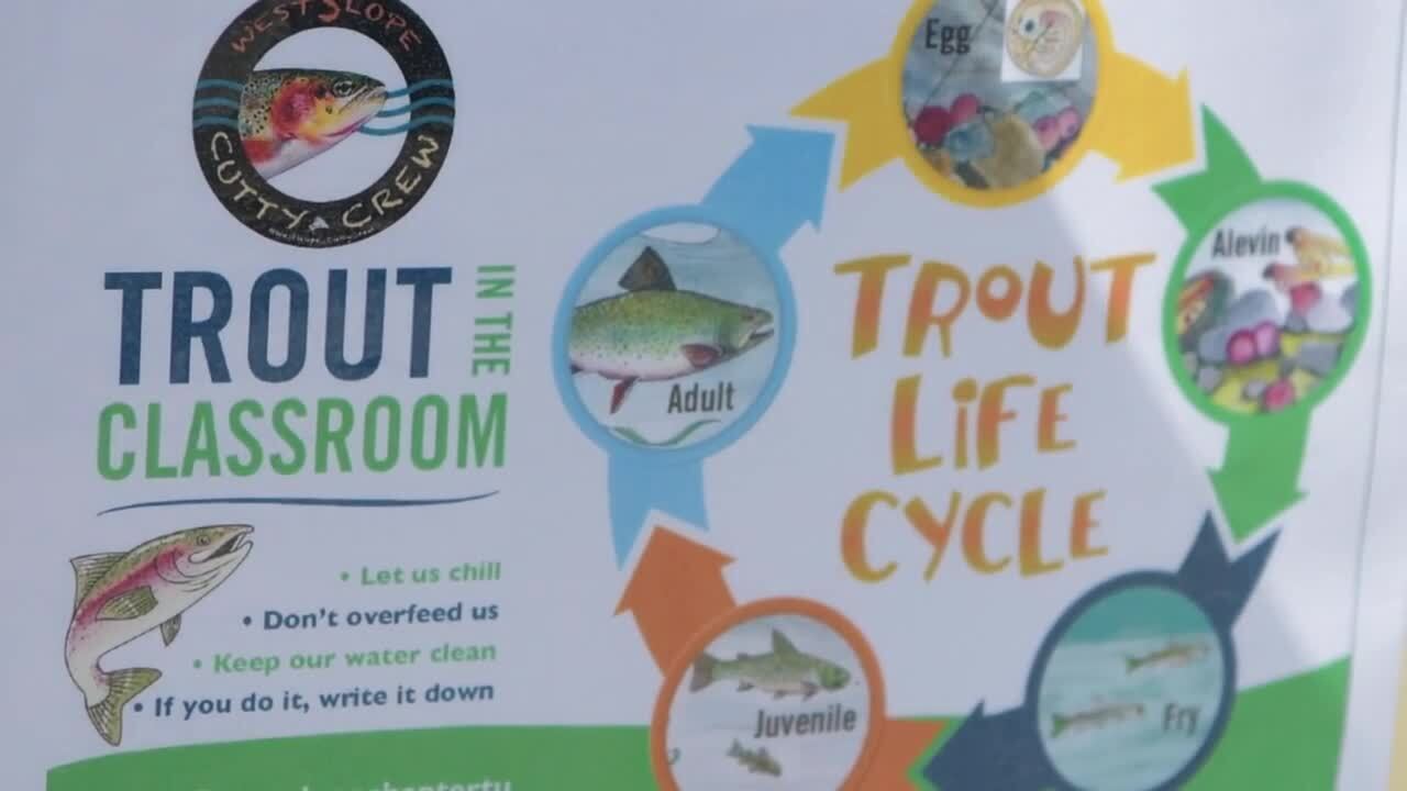 Trout Lifecycle
