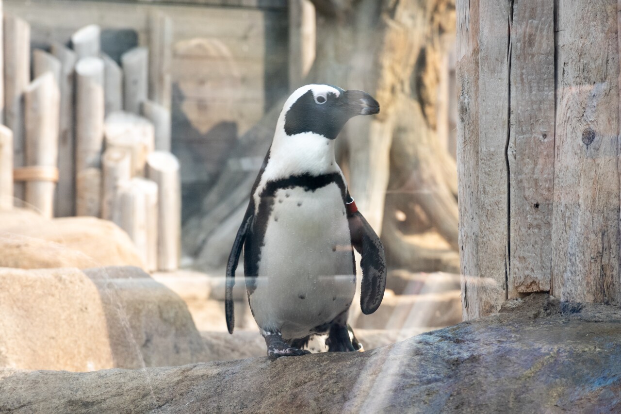 columbian park zoo penguin 2