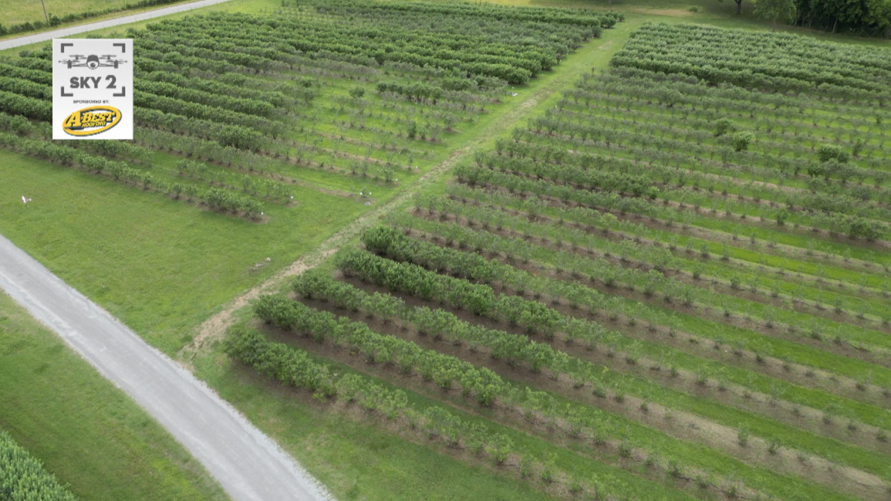 Outback farm blueberries drone