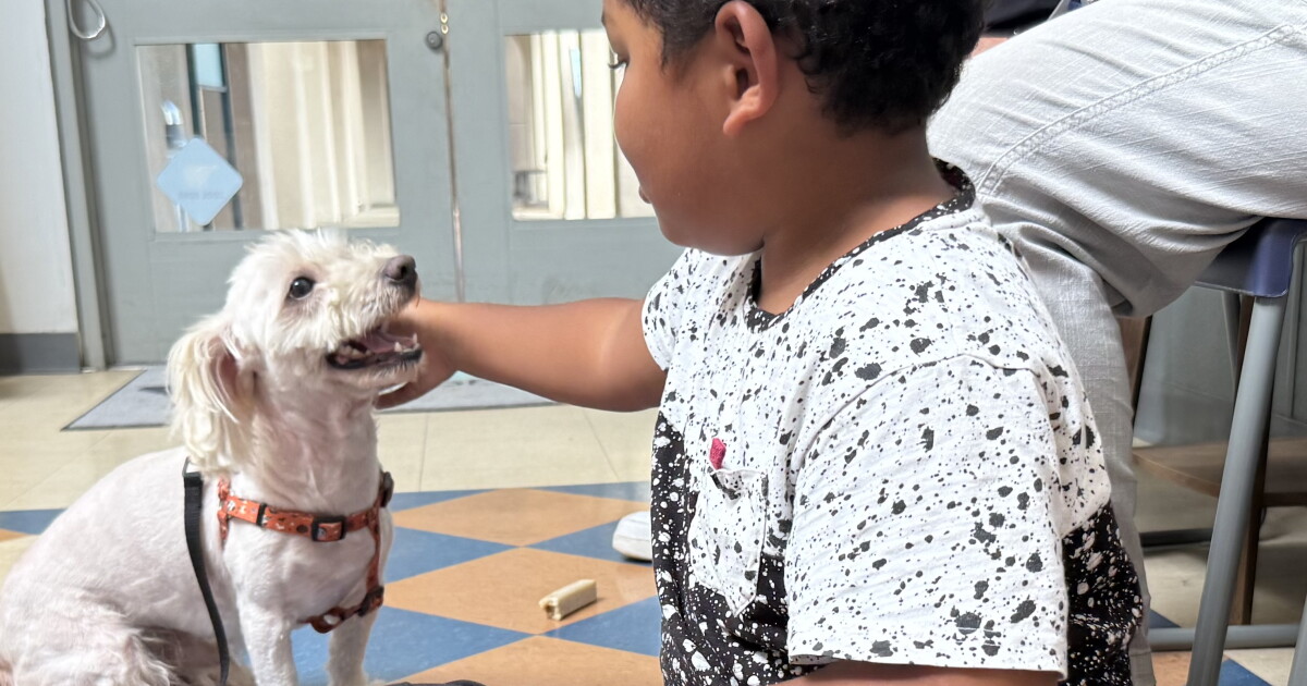 Missing Three Years, Dog Reunites with Family After Microchip Leads Rescuers to Identity