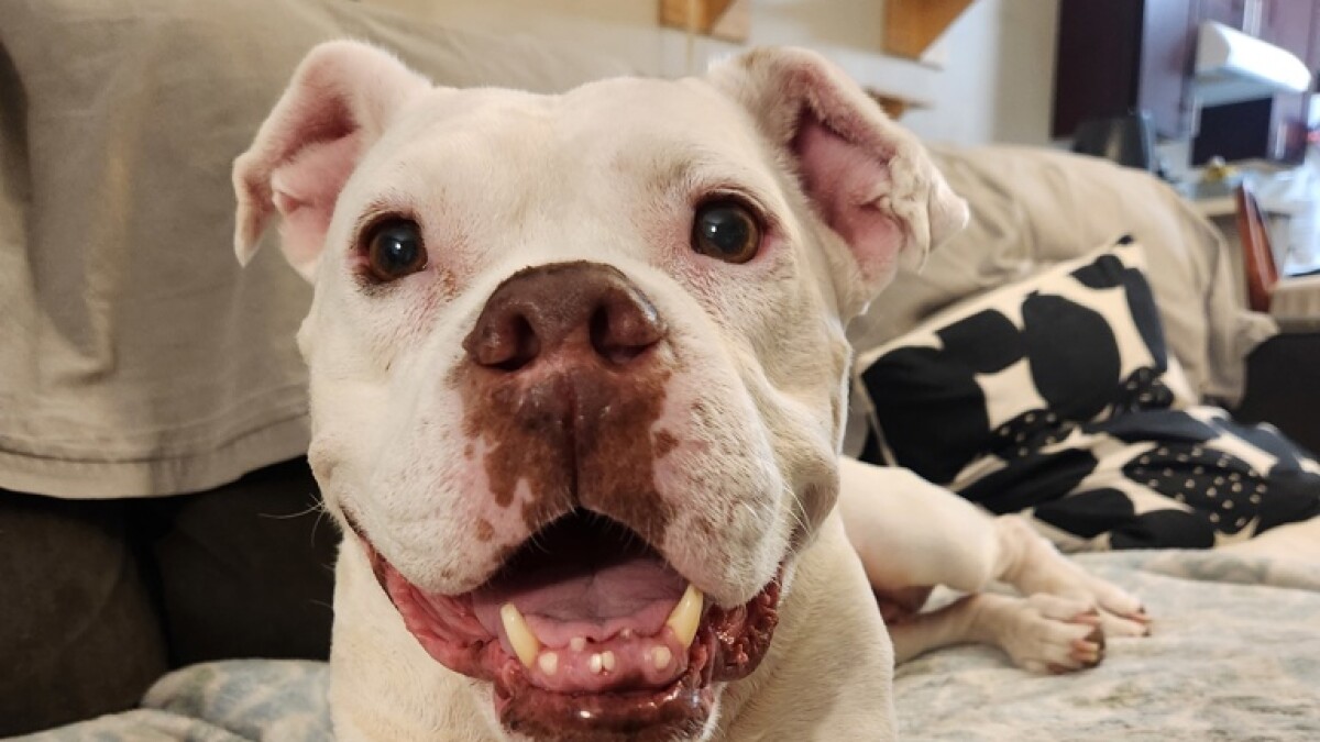 Pet of the Week: Yaya