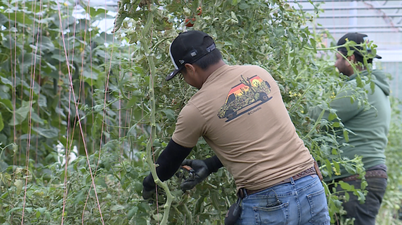 H-2A Migrant Labor