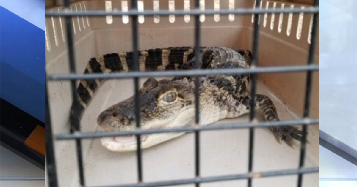 What do you call an alligator in a vest? Just ask Cleveland police