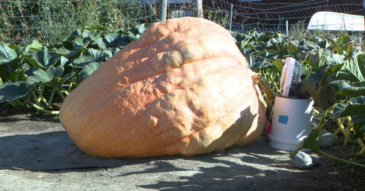 Montana grower shows off great gourd - Vimarsana News