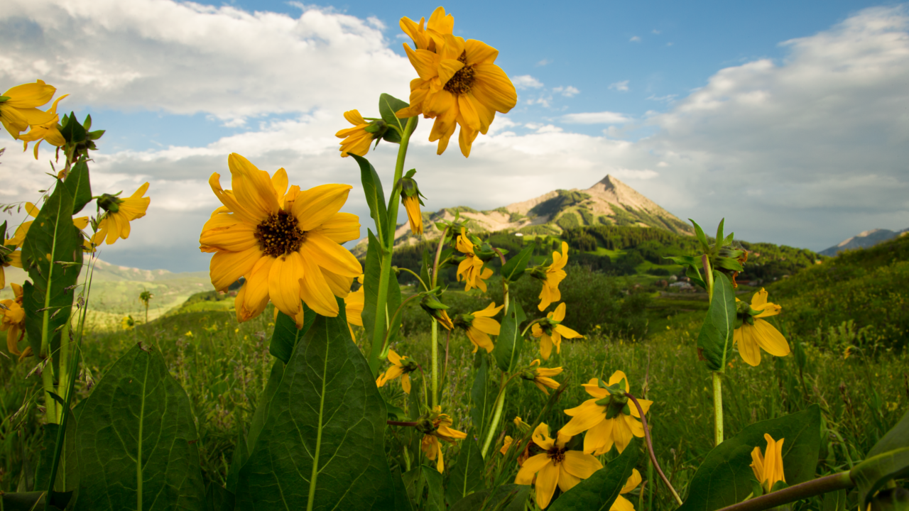 Crested Butte Wildflowers