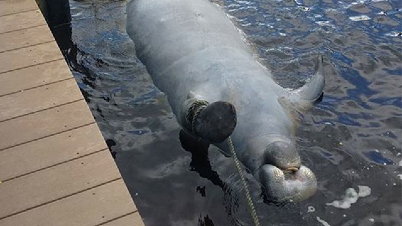 Number of manatee deaths in Florida this year has already Number of manatee deaths in Florida this year has already