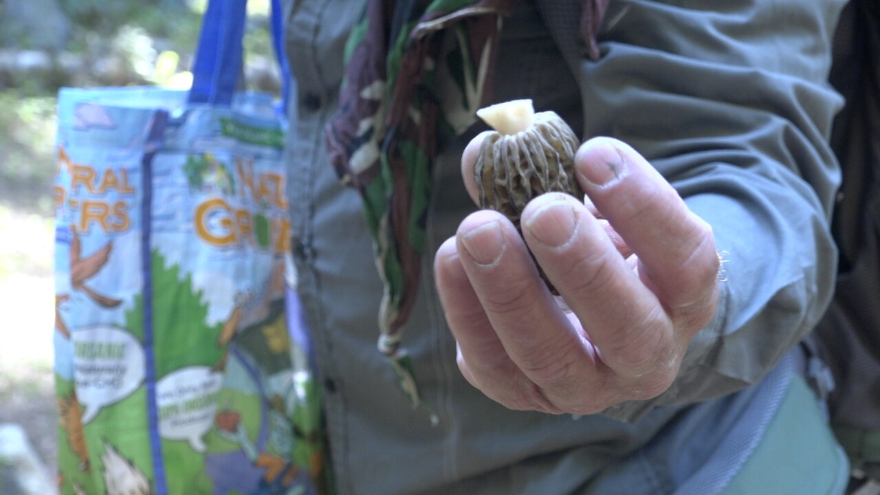 Adam shows us a morel he picked
