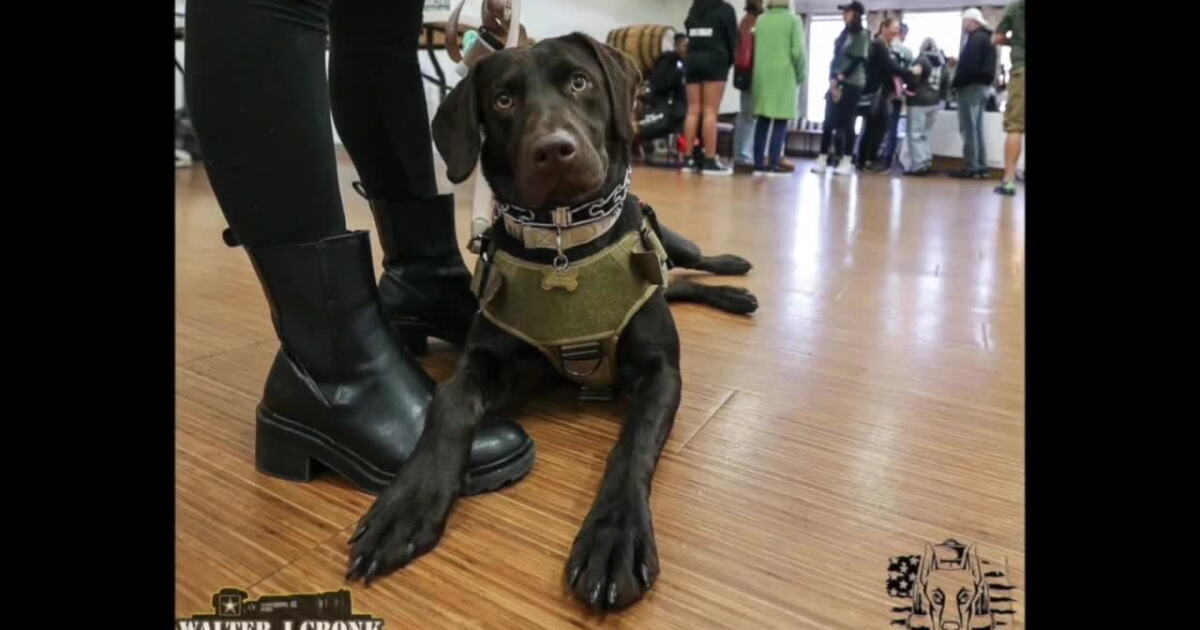 Animal Rucking Ruff Ruck Challenge fundraises for service animal placement