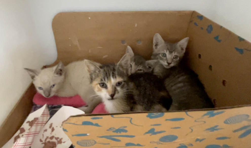 Cats rescued from hoarding conditions in Manatee County