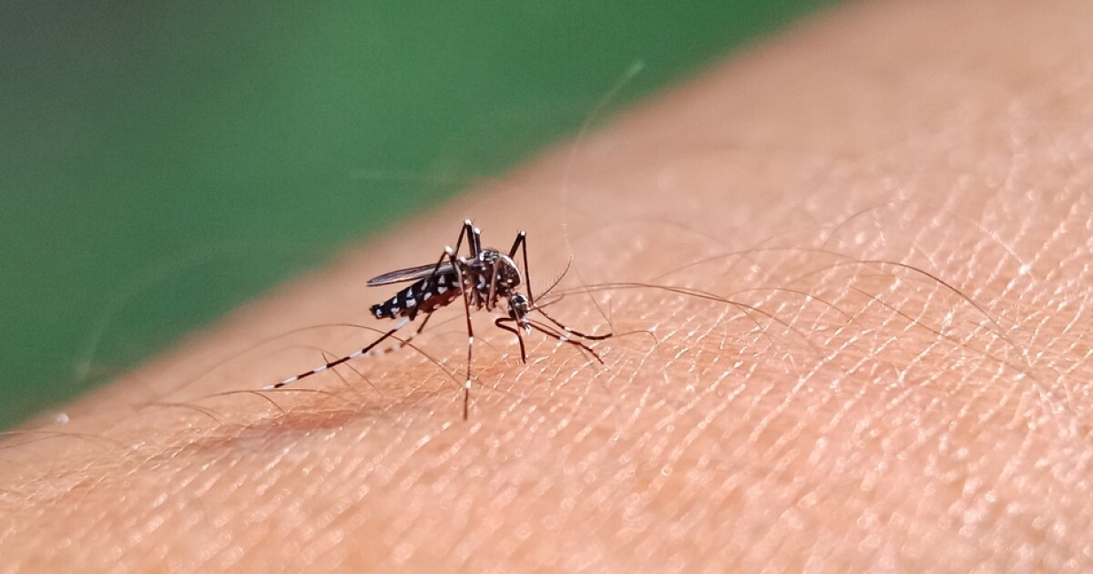 Dengue Fever Alert Issued in Palm Beach County by CDC