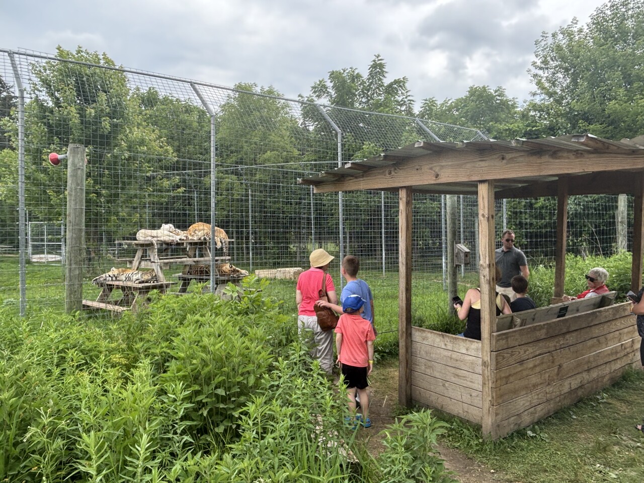 Shalom Wildlife Zoo's beloved tiger Ginger dies, leaving behind 4 cubs and grieving fans
