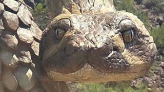 Rattlesnake2.jpg