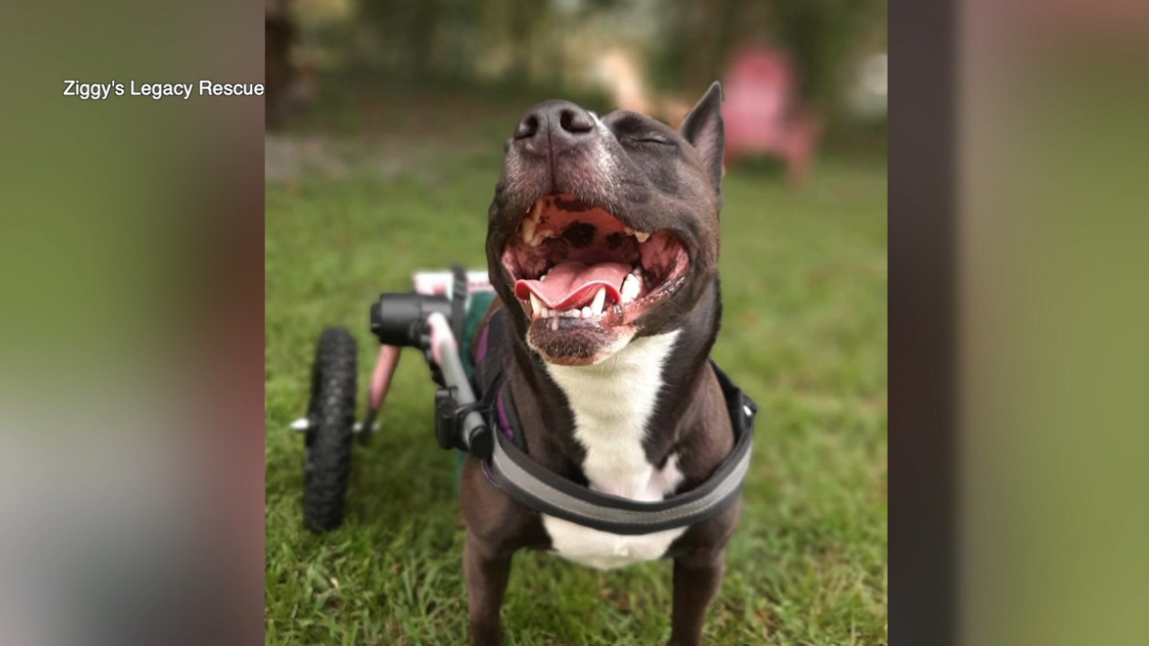 Ziggy's Legacy Rescue2.png