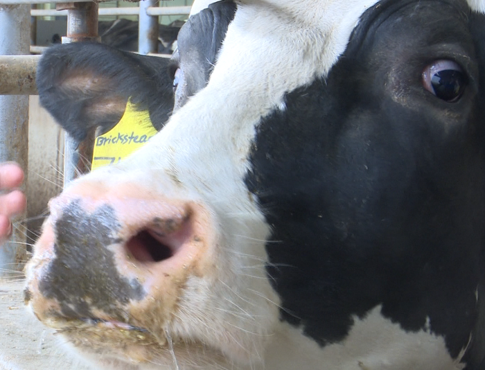 Breakfast on the Farm: 11-year-old hopes to become a sixth generation farmer