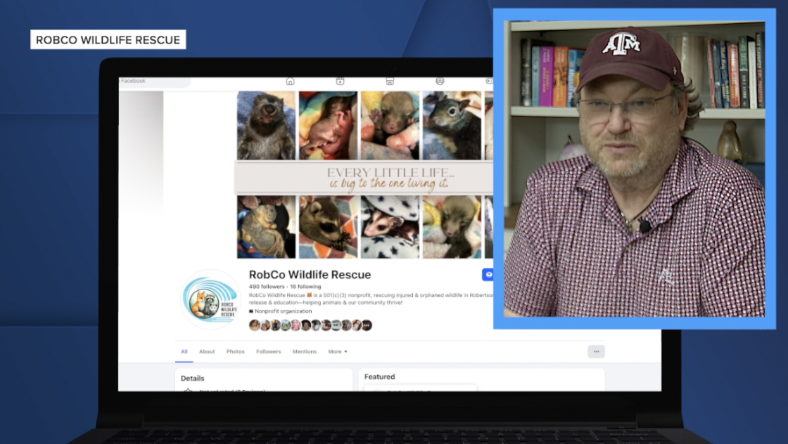 RobCo Wildlife Rescue gives injured backyard bunnies a second chance