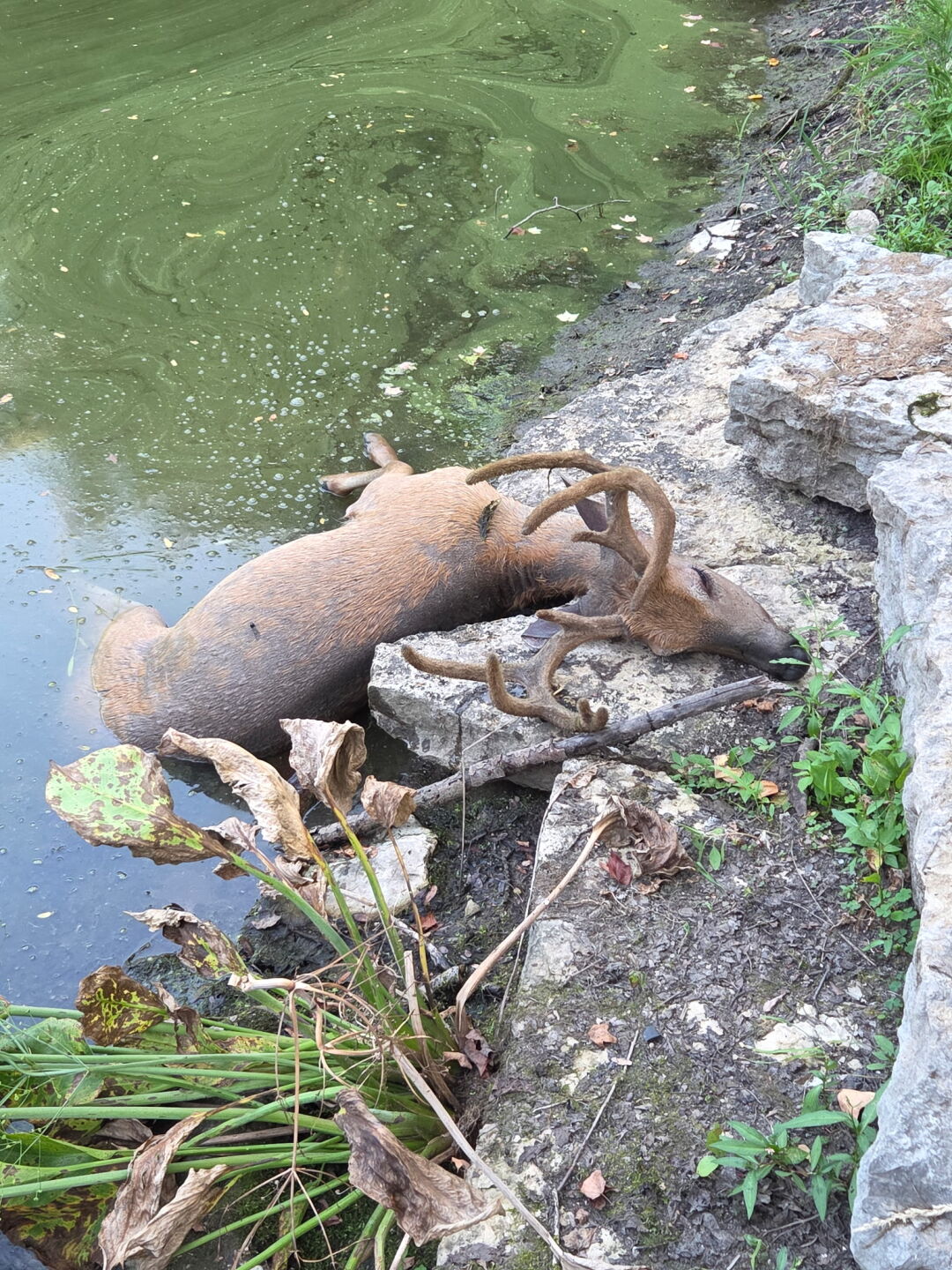 EHD virus kills 1,100 deer in Washington County, hunters push DNR for hunting restrictions