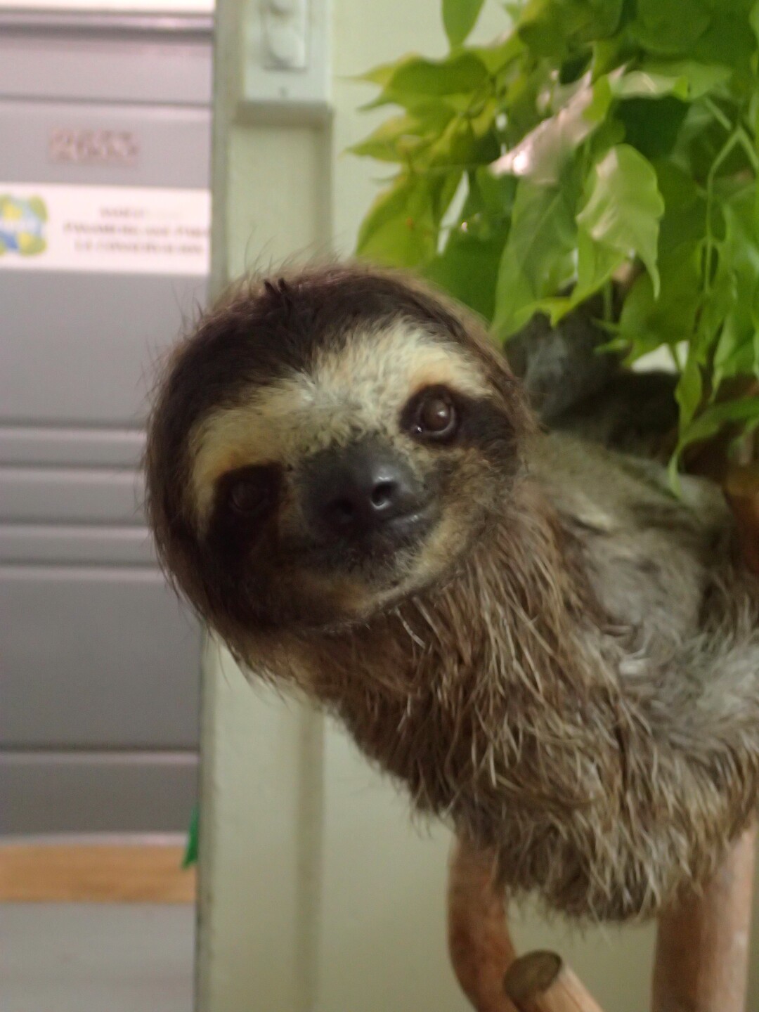 Baby Sloths (9).JPG