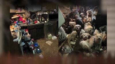 Dogs found in Clermont County home 