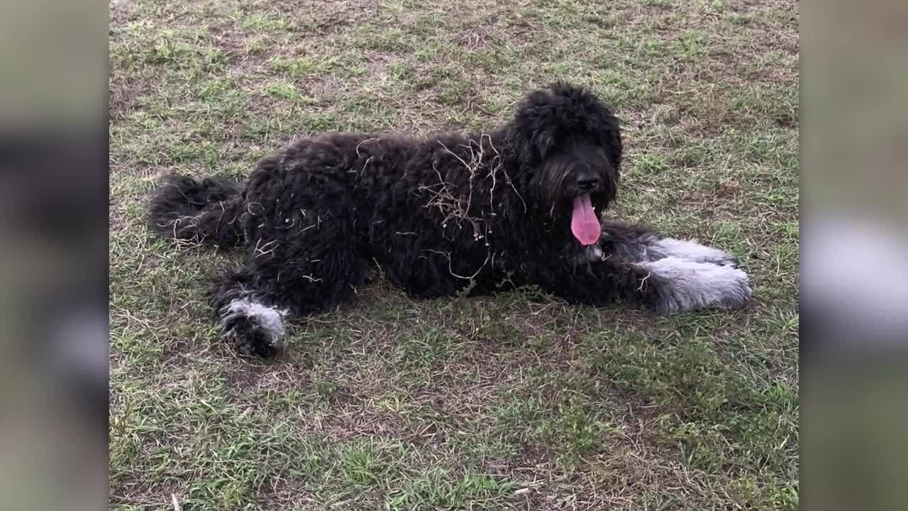 Maisie, Cassandra Chan's dog euthanized after Dr. Julia Sheehan's botched surgery