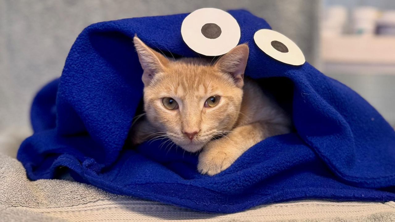 Cookie.png