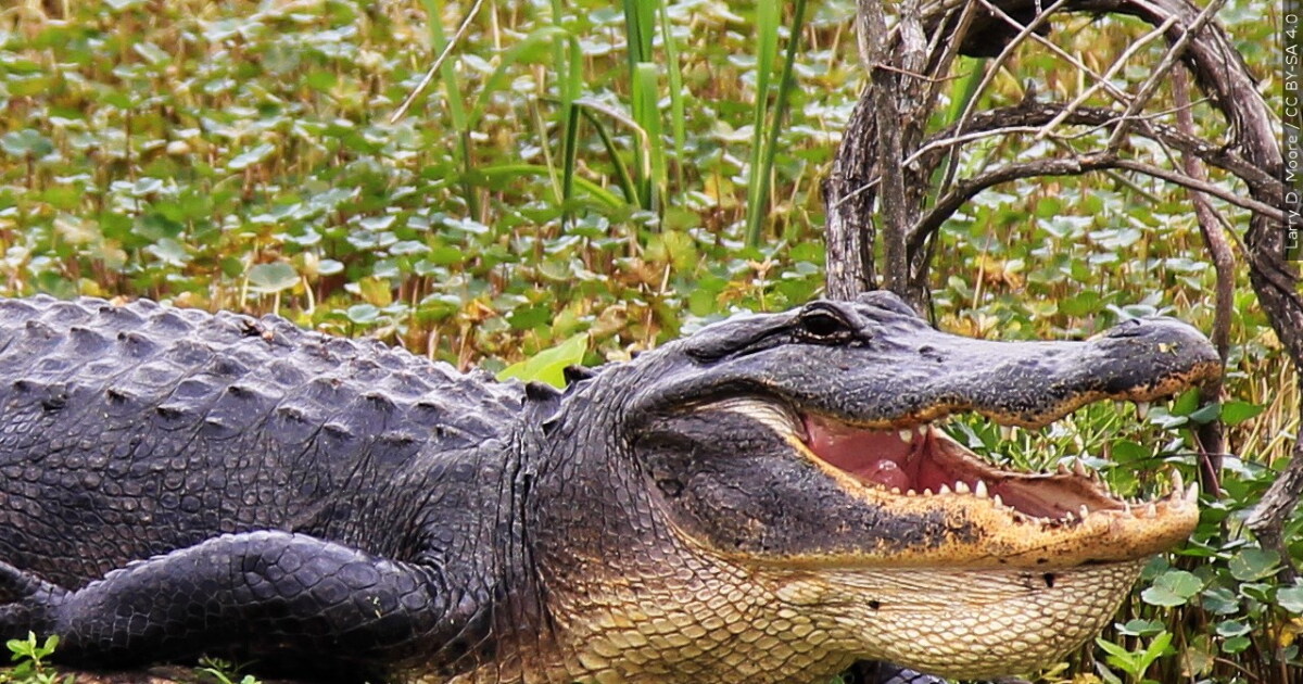 Panacea neighbor raises concerns about number of alligators - Vimarsana News