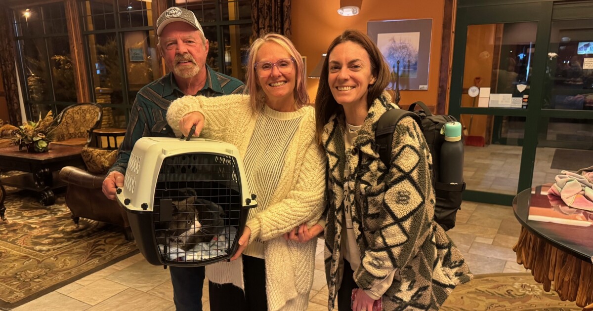 Missing cat found in Wyoming reunited with New York family nearly 3 years later