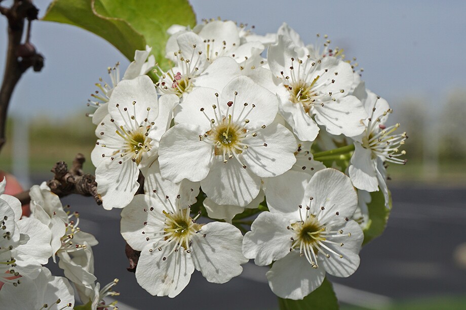 Callery Pear Bloom - BOGGS.jpg