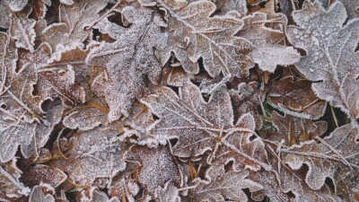 frost leaves 