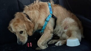 Picture of Baylor, golden retriever who allegedly suffered injuries at dog trainer facility
