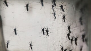 Mosquitoes appear in a container.
