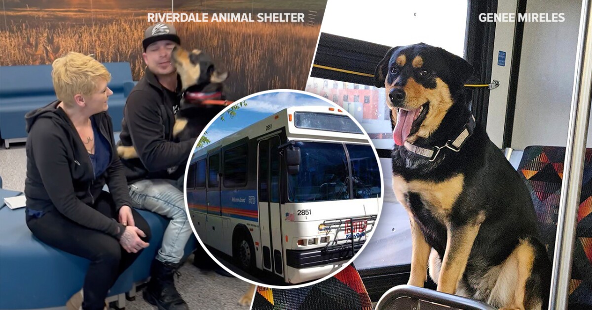 Dog decides to take solo adventure, hops on RTD bus in Denver area Dog decides to take solo adventure, hops on RTD bus in Denver area