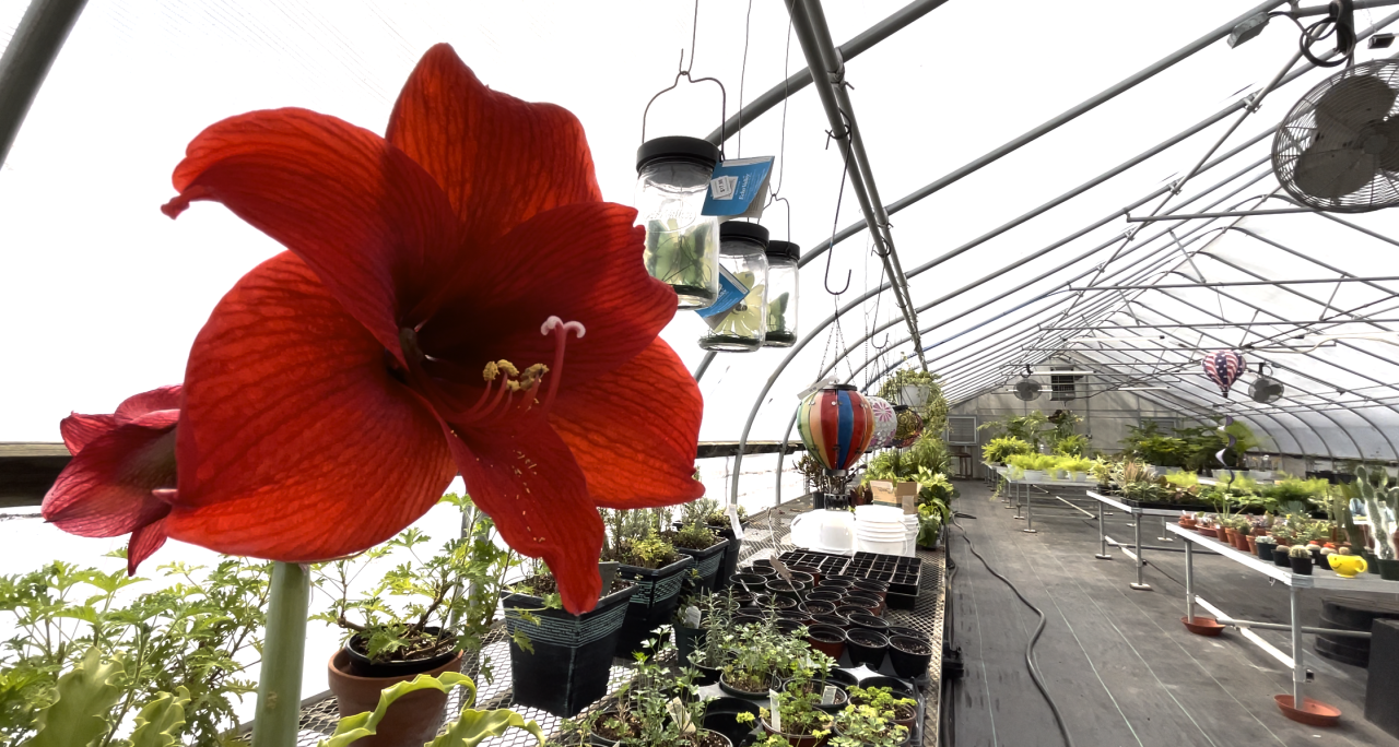 J. Alexander's Florist