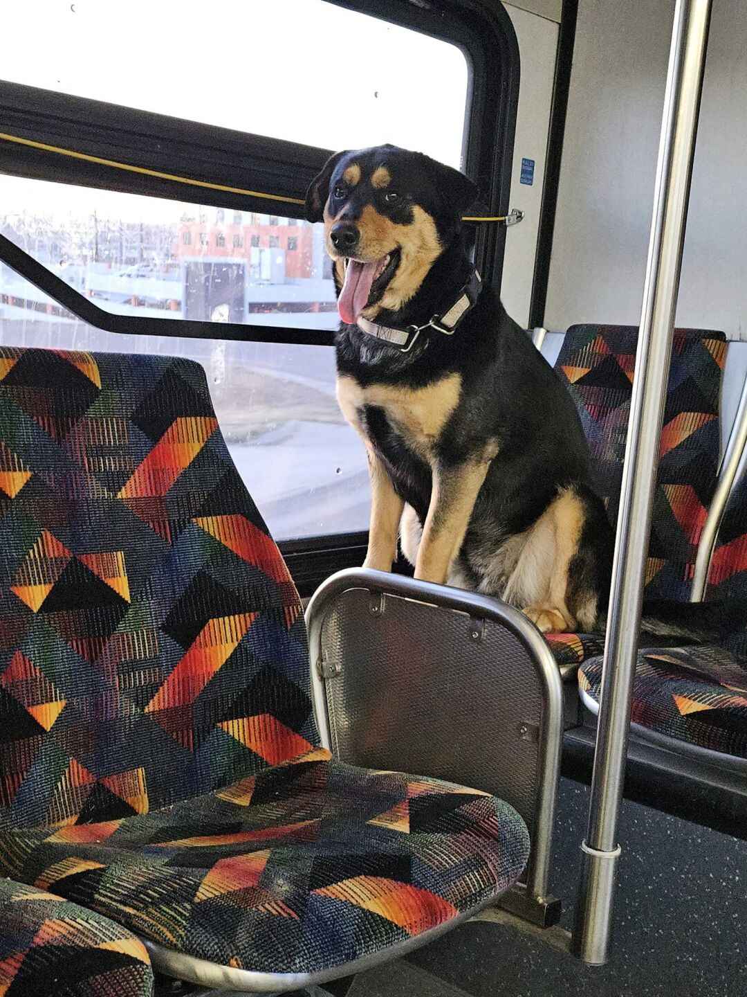 Dog goes for adventure on RTD bus