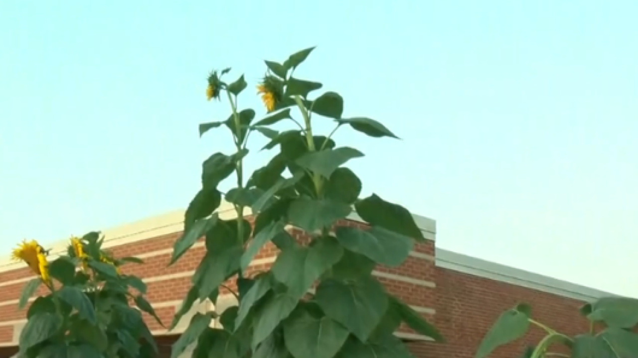 Giant sunflowers towering over Historic Downtown Greendale