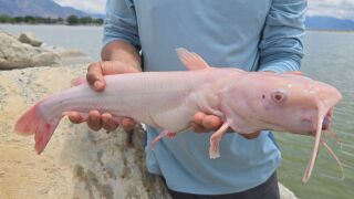 Albino Catfish.jpg