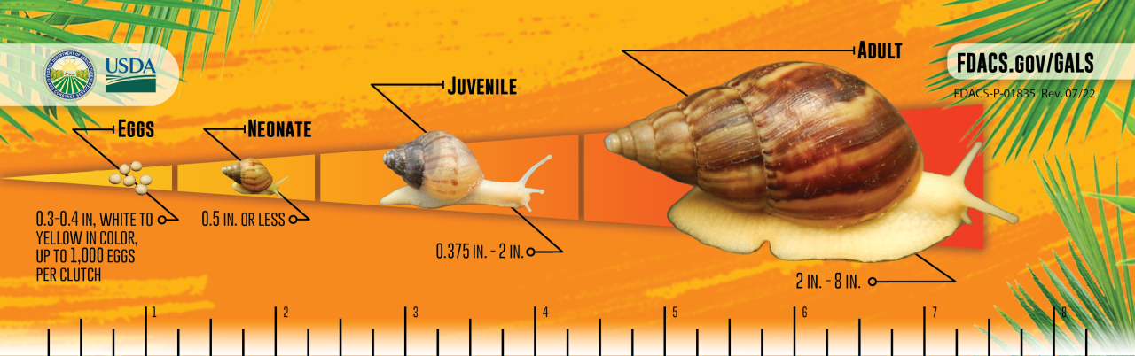 USDA life cycle of giant African snail revised July 2022