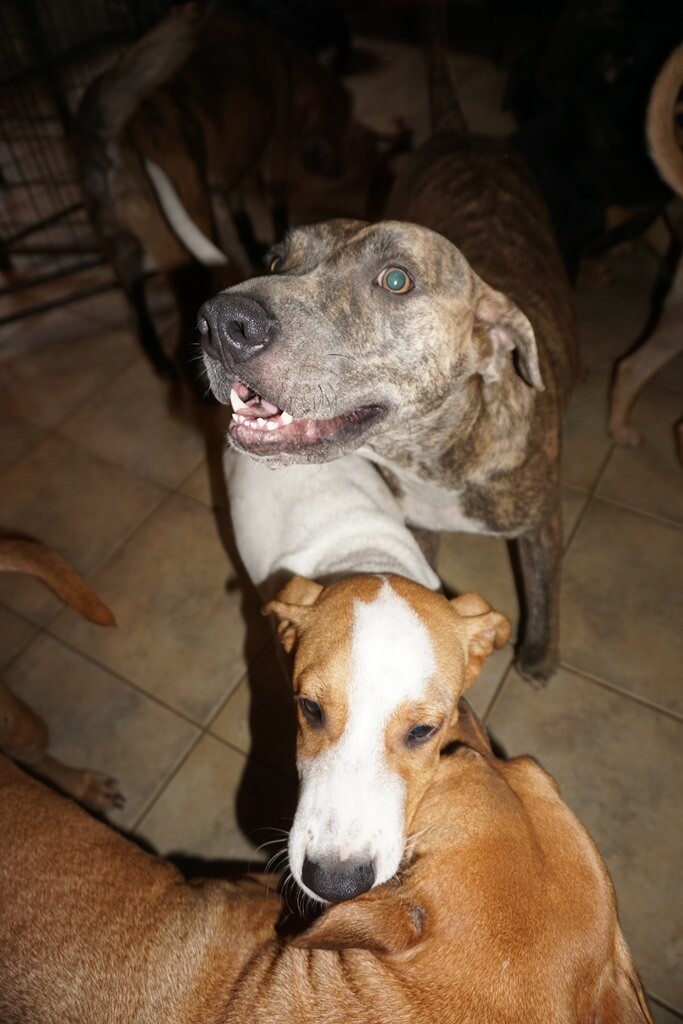 Bahamas dogs 3