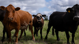 Cows.png