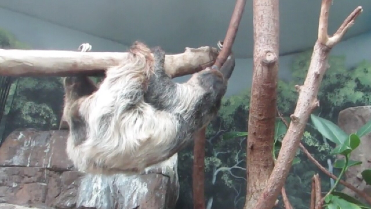 GALLERY: Denver Zoo announces sloth pregnancy