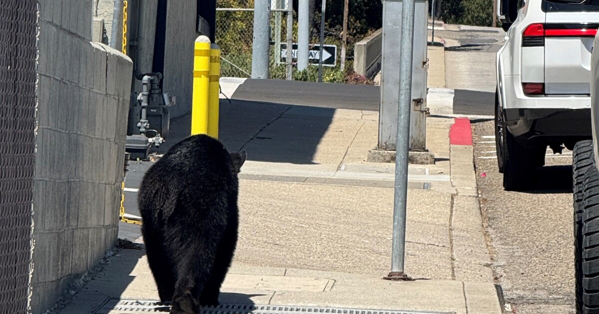 Black bear spotted roaming the streets of Pismo Beach Black bear spotted roaming the streets of Pismo Beach