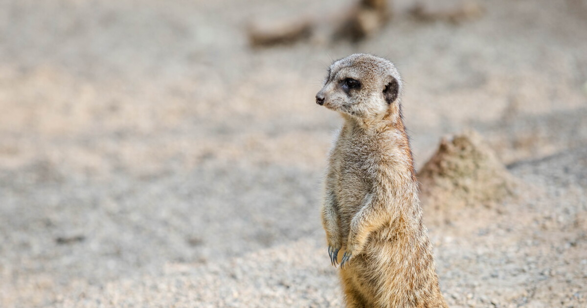 Meerkat Mania takes over John Ball Zoo this weekend - Vimarsana News