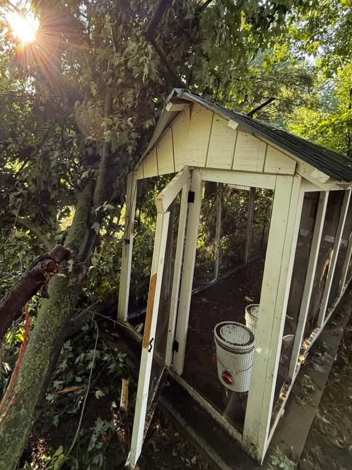 chicken coop.jpg