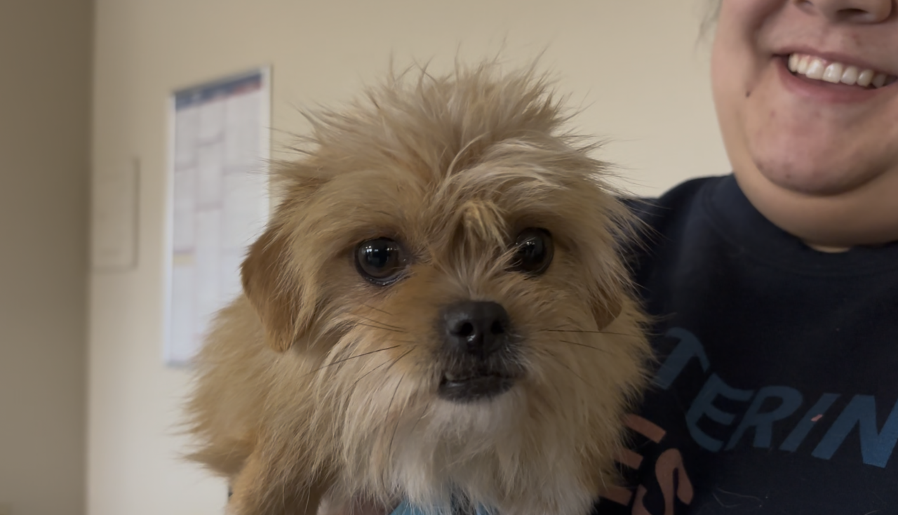 Dog available for adoption this weekend