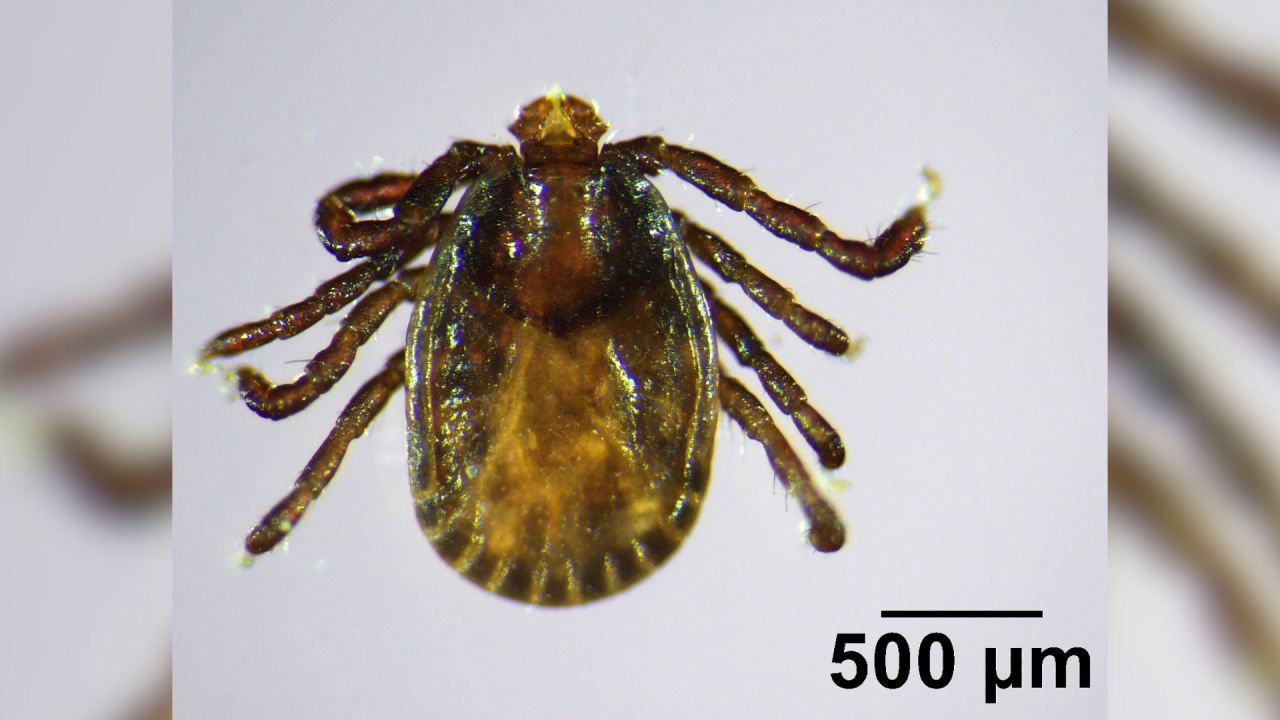 Asian longhorned tick
