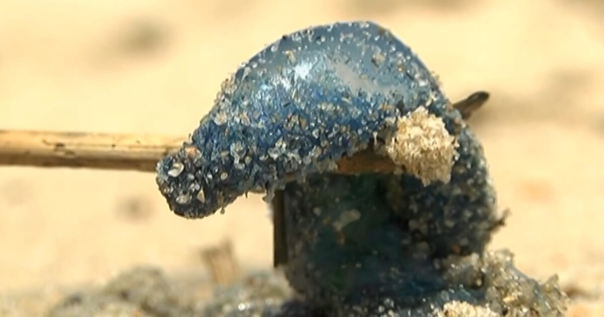 Recent man o' war sightings off Virginia's coast spook beachgoers - Vimarsana News