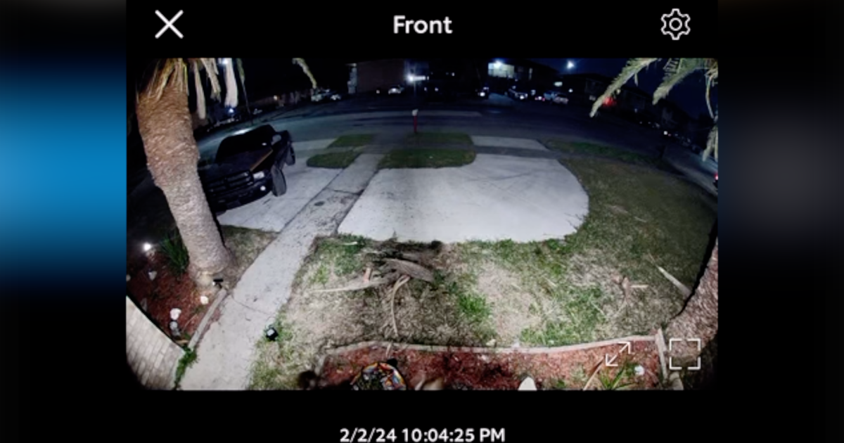 Flour Bluff man says dangerous neighbor dog got loose, killed his cat - Vimarsana News