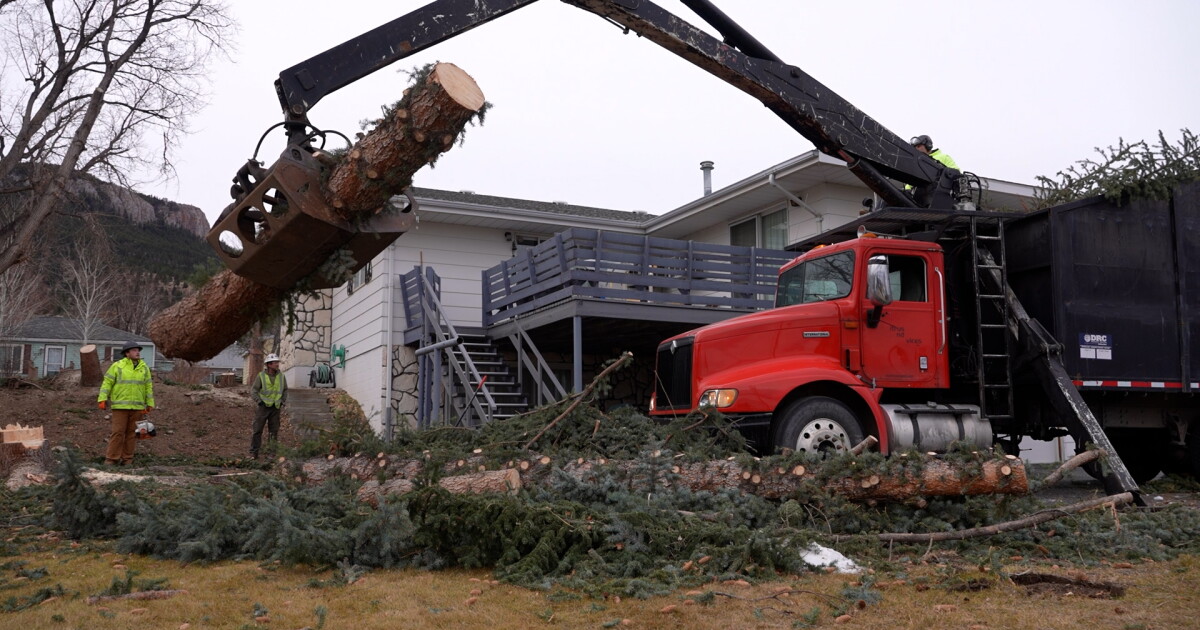 Tree cleanup underway in Helena