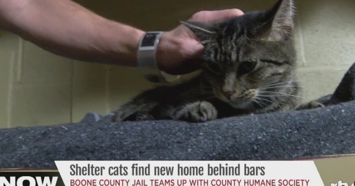 Boone County Jail Uses Cats To Help Inmates