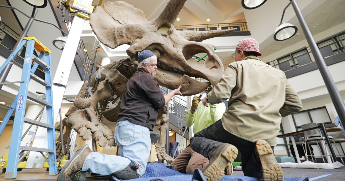 Cast of full-size Triceratops skeleton now on display at CU Boulder - Vimarsana News