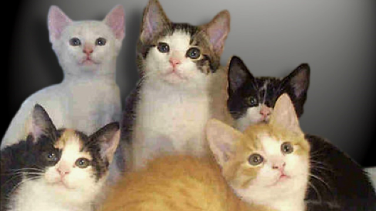 Police Find A Motel Room Full Of Cats